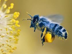 bee